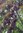 Blutpflaume Prunus cerasifera ‘Nigra’ Pflanze 5-10cm Blut-Pflaume Kirschpflaume