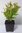 Zwerg-Granatapfel Punica granatum 'Nana' Pflanze 5-10cm Granatapfel Rarität