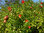 Zwerg-Granatapfel Punica granatum 'Nana' Pflanze 15-20cm Granatapfel Rarität