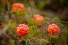 Moltebeere Rubus chamaemorus Pflanze 5-10cm Bernstein-Beere Torfbeere Rarität