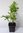 Himalaja-Fleischbeere Sarcococca hookeriana var. humilis Pflanze 5-10cm Rarität