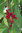 Chinesisches Spaltkörbchen Schisandra chinensis Pflanze 5-10cm Wu-Wei-Zi-Beere