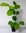 Chinesischer Gewürzstrauch Sinocalycanthus chinensis Pflanze 35-40cm Rarität