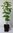 Kolchische Pimpernuss Staphylea colchica Pflanze 25-30cm Nussbaum Rarität