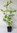 Japanische Scheinkamelie Stewartia pseudocamellia Pflanze 15-20cm Sommerkamelie
