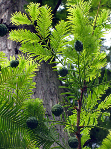 Echte Sumpfzypresse Taxodium distichum Pflanze 55-60cm Sumpfeibe Zyresse