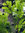 Echte Sumpfzypresse Taxodium distichum Pflanze 55-60cm Sumpfeibe Zyresse