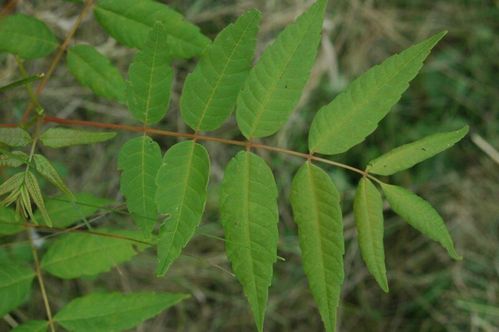 Surenbaum Toona sinensis Pflanze 15-20cm Chinesischer Gemüsebaum Rarität