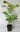 Surenbaum Toona sinensis Pflanze 25-30cm Chinesischer Gemüsebaum Rarität