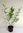 Mönchspfeffer Vitex agnus-castus Pflanze 25-30cm Liebfrauenbettstroh Rarität