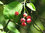 Kupfer-Felsenbirne Amelanchier lamarckii Pflanze 25-30cm Lamarcks Felsenbirne