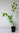 Kupfer-Felsenbirne Amelanchier lamarckii Pflanze 25-30cm Lamarcks Felsenbirne