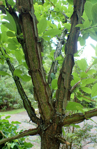 Hoher Korkspindelstrauch Euonymus phellomanus Pflanze 35-40cm Pfaffenhütchen