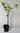 Hoher Korkspindelstrauch Euonymus phellomanus Pflanze 35-40cm Pfaffenhütchen