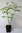 Maacks Heckenkirsche Lonicera maackii Pflanze 25-30cm Baum-Heckenkirsche Rarität