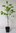 Asiatisches Gelbholz Maackia amurensis Pflanze 35-40cm Cladrastis amurensis