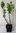 Gagelstrauch Myrica gale Pflanze 15-20cm Gagel Moor-Gagel Talgstrauch Rarität