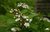 Glanzmispel Photinia villosa Pflanze 35-40cm Scharlach-Glanzblattmispel Rarität