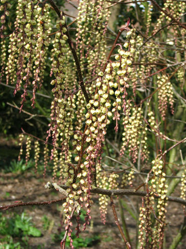 Japanischer Perlschweif Stachyurus praecox Pflanze 35-40cm Schweifähre Rarität