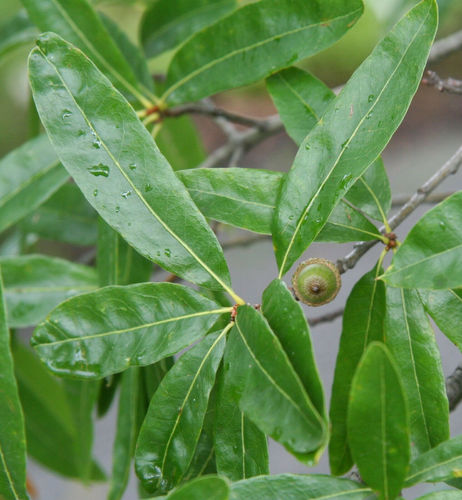 Weiden-Eiche Quercus phellos Pflanze 45-50cm Weidenblättrige Eiche Rarität