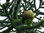 Chilenische Andentanne Araucaria araucana Pflanze 5-10cm Araukarie Schmucktanne