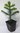 Chilenische Andentanne Araucaria araucana Pflanze 5-10cm Araukarie Schmucktanne