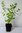 Kamtschatka-Heckenkirsche Lonicera kamtschatica ´Myberry Farm´ Pflanze 15-20cm