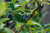 Kamtschatka-Heckenkirsche Lonicera kamtschatica ´Myberry Farm´ Pflanze 25-30cm