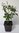 Persischer Eisenholzbaum Parrotia persica ´Persian Spire´ Pflanze 15-20cm