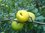 Japanische Zierquitte Chaenomeles japonica ´Cido´ Pflanze 5-10cm Nordi. Zitrone