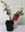 Japanische Zierquitte Chaenomeles japonica ´Cido´ Pflanze 5-10cm Nordi. Zitrone
