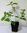 Schönfrucht Callicarpa bodinieri giraldii ´Profusion´ Pflanze 15-20cm Rarität