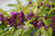Schönfrucht Callicarpa bodinieri giraldii ´Profusion´ Pflanze 25-30cm Rarität