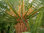 Rumpfs Sagopalmfarn Cycas rumphii Pflanze 15-20cm Palmfarn Rarität