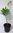 Rumpfs Sagopalmfarn Cycas rumphii Pflanze 15-20cm Palmfarn Rarität