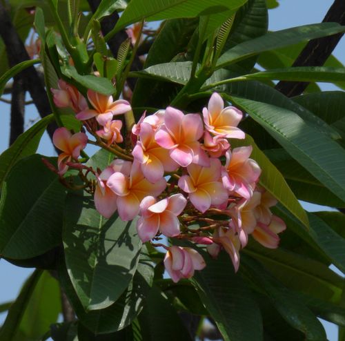 Rote Frangipani Plumeria rubra rosa Pflanze 5-10cm Wachsblume Tempelbaum Rarität