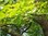 Ginkgobaum Ginkgo biloba Pflanze 15-20cm Baum des Jahrtausends Fächerblattbaum