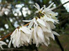 Schneeforsythie Abeliophyllum distichum Pflanze 5-10cm Weisse Forsythie Rarität