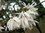 Schneeforsythie Abeliophyllum distichum Pflanze 15-20cm Weisse Forsythie Rarität