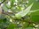 Buntblättriger Strahlengriffel Actinidia kolomikta Pflanze 5-10cm Mini-Kiwi