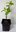 Buntblättriger Strahlengriffel Actinidia kolomikta Pflanze 15-20cm Mini-Kiwi