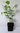 Erlenblättriger Federbuschstrauch Fothergilla gardenii Pflanze 25-30cm Rarität