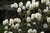 Erlenblättriger Federbuschstrauch Fothergilla gardenii Pflanze 25-30cm Rarität