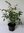 Himmelsbambus Nandina domestica 'Obsessed' Pflanze 15-20cm Heiliger Bambus