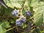 Kratzbeere Rubus caesius Pflanze 5-10cm blaue Brombeere Ackerbeere Bockbeere