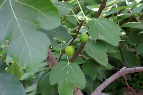 Echte Feige Ficus carica Pflanze 5-10cm Feigenbaum Obstbaum Rarität