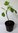Echte Feige Ficus carica Pflanze 15-20cm Feigenbaum Obstbaum Rarität