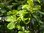 Katappenbaum Terminalia catappa Pflanze 25-30cm Indische Mandel Seemandelbaum