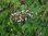 Geweihbaum Gymnocladus dioicus Pflanze 70-80cm Kentucky Coffee-Tree Rarität