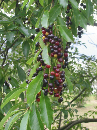 Späte Traubenkirsche Prunus serotina Pflanze 70-80cm Spätblühende Traubenkirsche